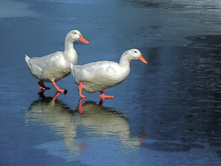 Freezing Our Beaks